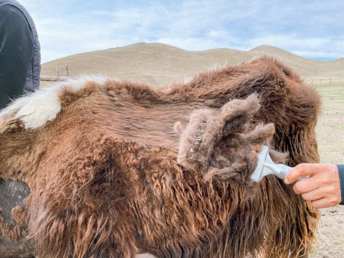 Yak vs. cashmere: the fibre comparison nobody's telling you