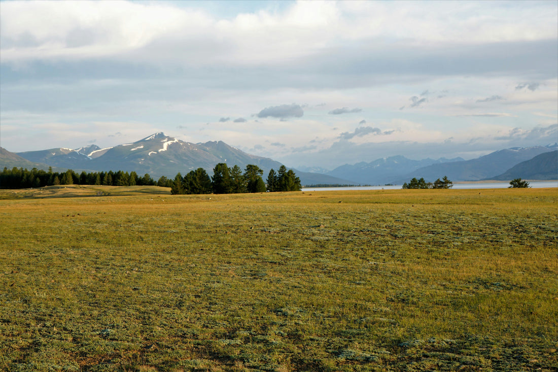 Why 76.9% of Mongolia is degrading — and what the wool sector can do about it