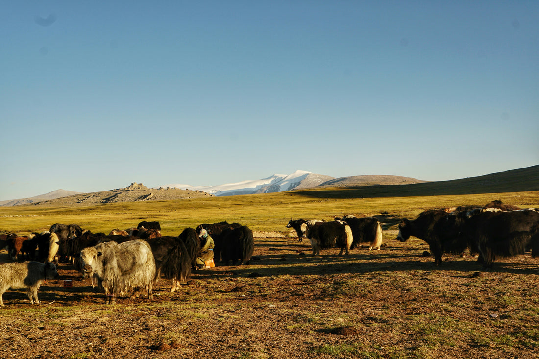 The herder's math: why more animals ≠ more income